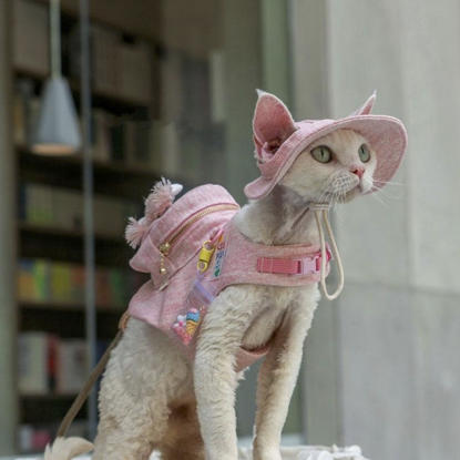 Trendiest Cat Leash Clothing